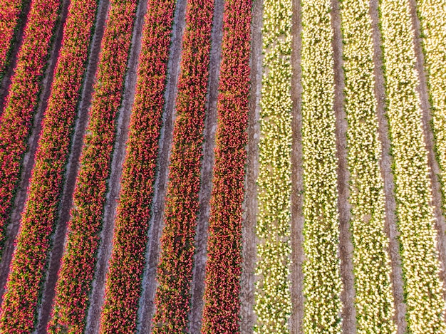 Aerial drone flying over beautiful colored tulip field