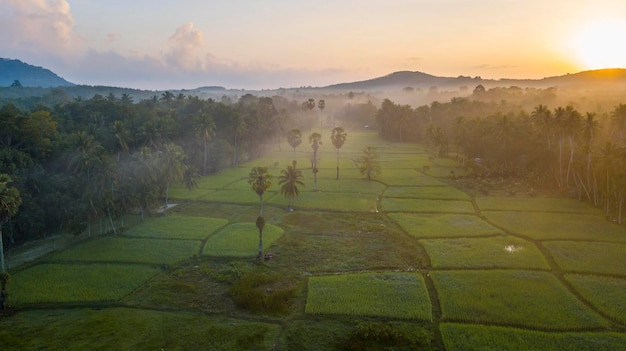 Aerial Drone Photography rice fields with Beautiful light of nature in the morning