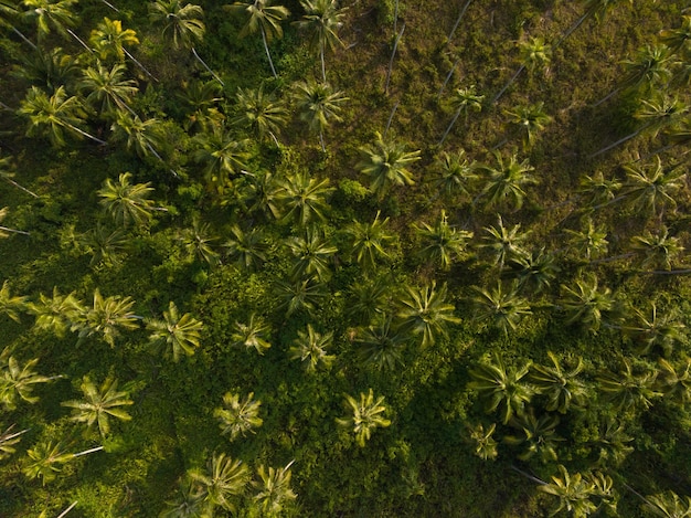 Aerial drone view of beautiful Palm trees jungle Kood island Thailand