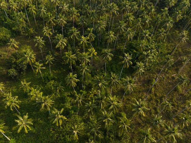 Aerial drone view of beautiful Palm trees jungle Kood island Thailand