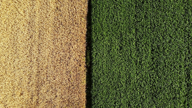 Aerial drone view border between yellow wheat field and green agricultural field