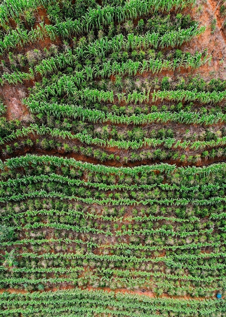 Aerial drone view of a coffee plantation in Manhuacu Minas Gerais Brazil