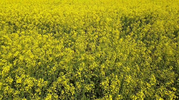 Aerial drone view flight. Flying over the rapeseed field during rapeseed flowers blooming on sunny day. Blooming rapeseed field close-up. Agriculture, agronomy, farming, husbandry, rual, country.