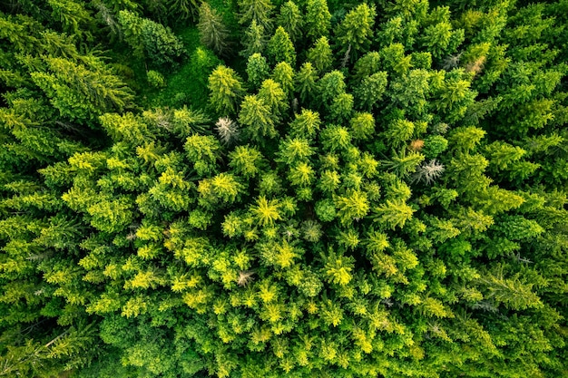 Aerial drone view on forest top down Outdoor wilderness and nature