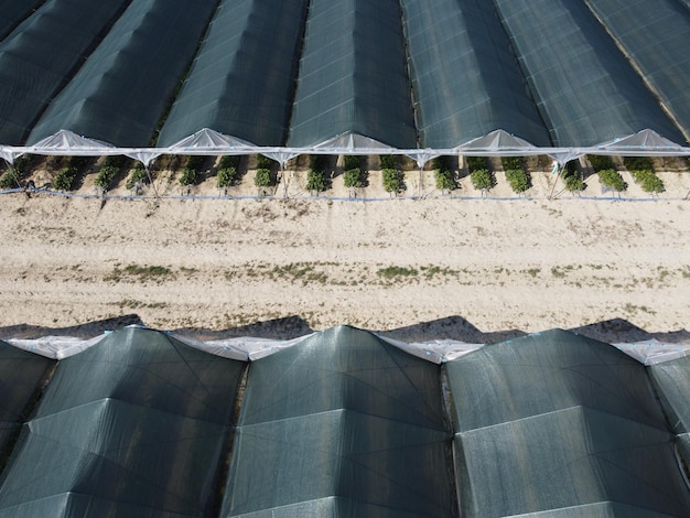 Aerial drone view of huge areas greenhouse for growing strawberries greenhouse farming agriculture