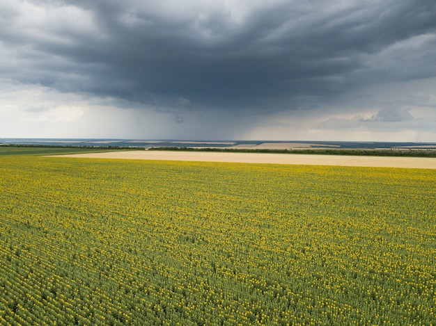 Aerial drone view of the sunflower field with clouds