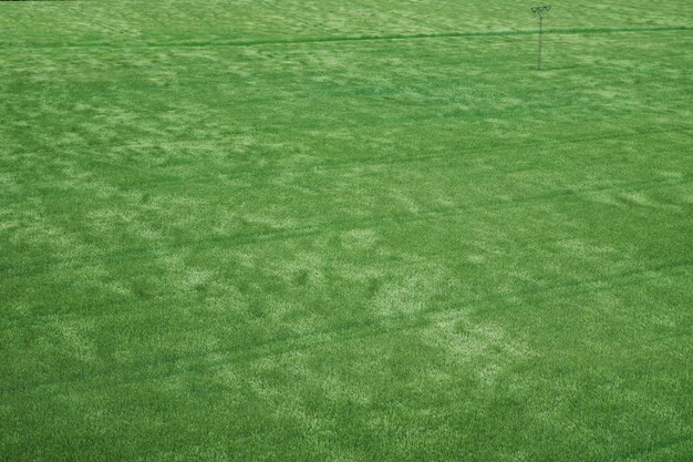 Photo aerial farming and agriculture industry green grass texture background spring or summer background with green grass