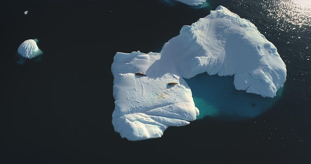 Photo aerial flight over arctic seals on drifting glacier iceberg melting in polar water wildlife in