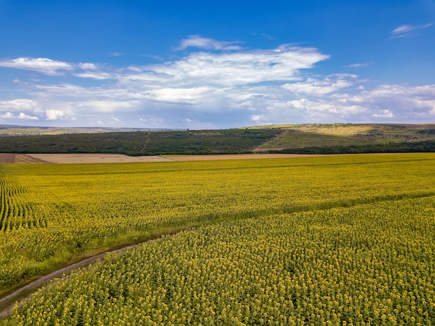 Aerial Flying over Blooming yellow sunflowers field with blue cloudless sky. Sunflowers field under blue sky with white fluffy clouds.