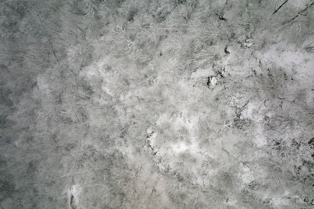 Aerial foggy landscape with evergreen pine trees covered with fresh fallen snow during heavy snowfall in winter mountain forest on cold quiet day