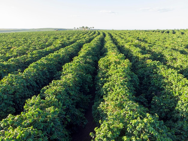 Aerial image of coffee plantation in Brazil