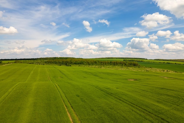 Aerial landscape view of green cultivated agricultural fields with growing crops on bright summer day.