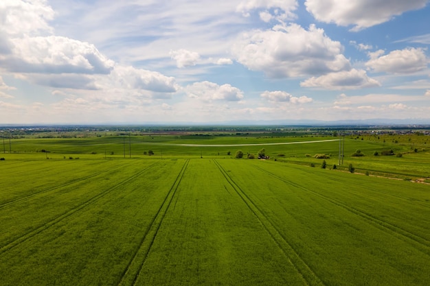 Aerial landscape view of green cultivated agricultural fields with growing crops on bright summer day.