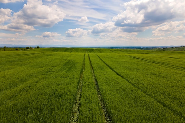 Aerial landscape view of green cultivated agricultural fields with growing crops on bright summer day