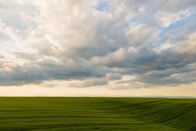 Aerial landscape view of green cultivated agricultural fields with growing crops on bright summer day