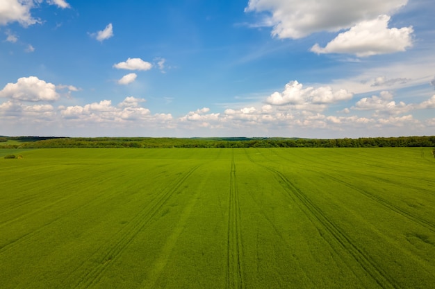 Aerial landscape view of green cultivated agricultural fields with growing crops.