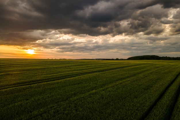 aerial landscape view of green cultivated agricultural fields with growing crops