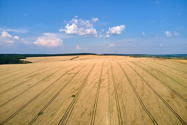 Aerial landscape view of yellow cultivated agricultural field with ripe wheat on bright summer day.