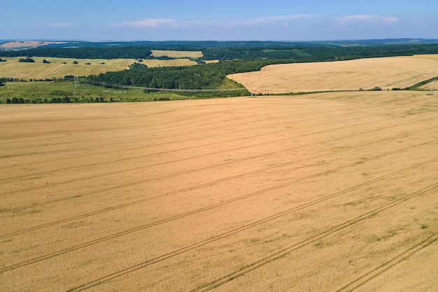 Aerial landscape view of yellow cultivated agricultural field with ripe wheat on bright summer day