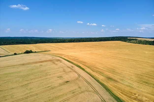 Aerial landscape view of yellow cultivated agricultural field with ripe wheat on bright summer day