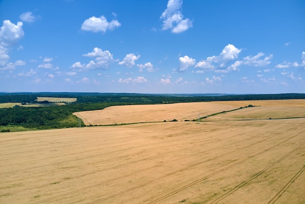 Aerial landscape view of yellow cultivated agricultural field with ripe wheat on bright summer day