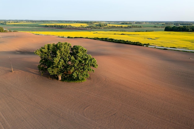 Aerial landscape with a lonely tree mowed cereal in the field of sunny day