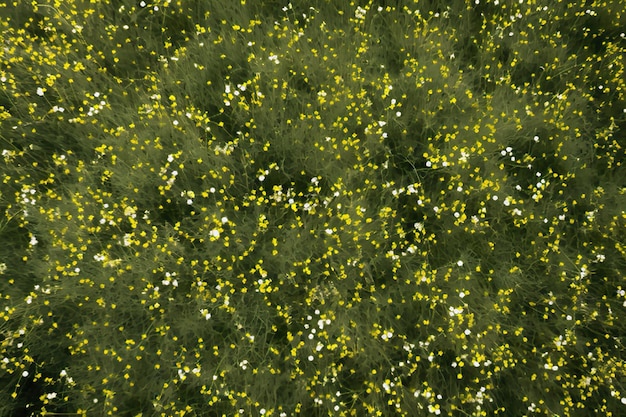 Aerial Perspective Empty Grass Field Captured from an Airplane