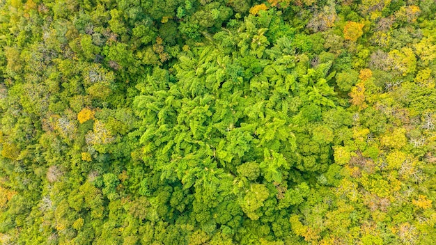 Aerial perspective Tropical forest tree Rainforest ecosystem and healthy environment background and concept View from above of a green tree forest texture Thailand's countryside