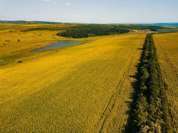 Aerial photo of a field full of sunflowers near a small lake and a row of trees.