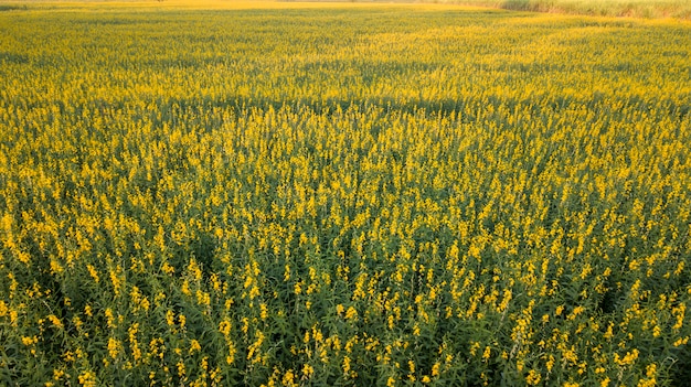 Aerial photo from drones of pummelo field Beautiful golden yellow