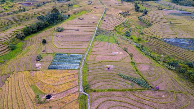 Aerial photo of natural panorama of Indonesia vast rice fields after harvest