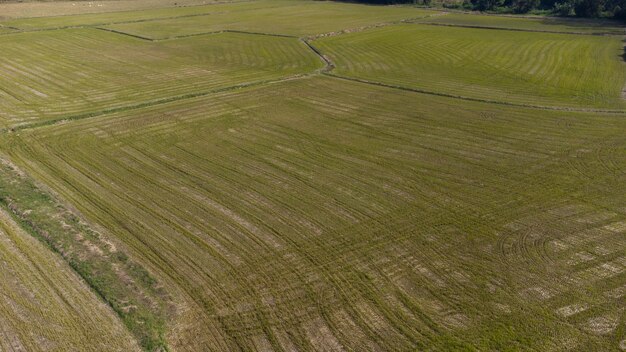 Aerial Photo of rice field.