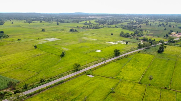 Aerial photograph, Green rice fields in rural areas