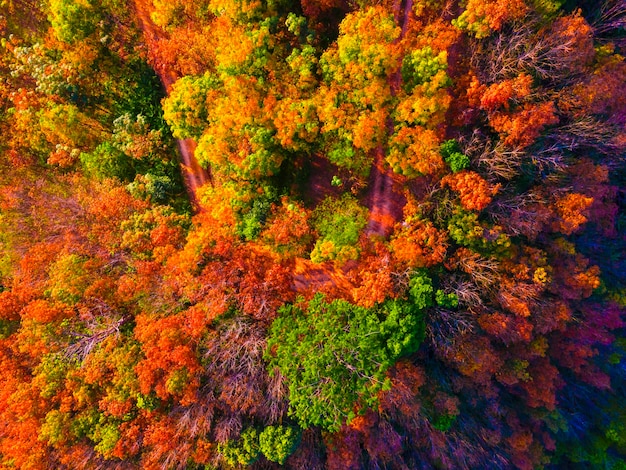 Aerial photography mixed forest colorful summer