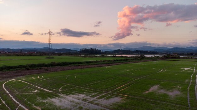 Aerial Rice Field on Sunset Landscape