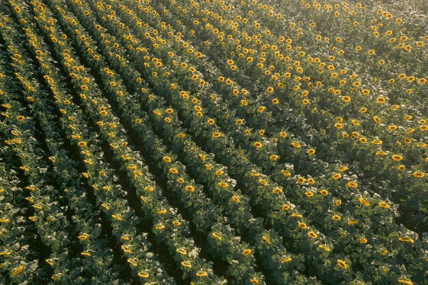 Aerial shot of blooming ripe sunflower field in summertime before sunset from drone pov