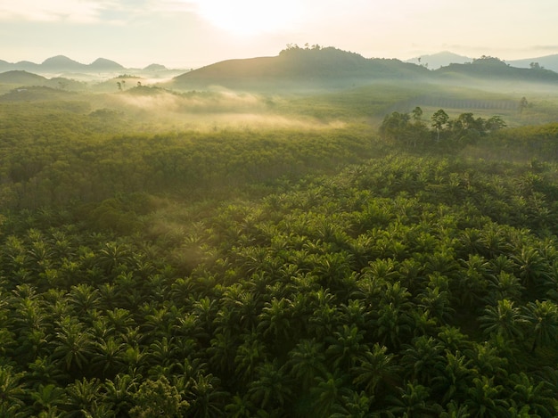 Aerial shot of the palm grove with green trees forest in the morningpalm grove and shadows from palm treesAmazing nature trees background