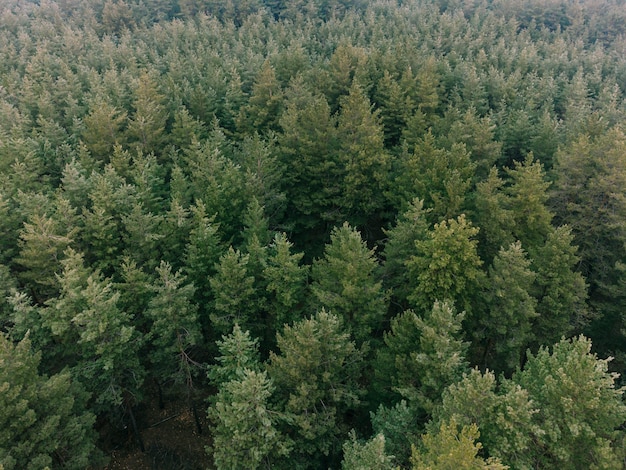 Aerial shot of pine tree forest. Ecology wonderlust background. High quality photo