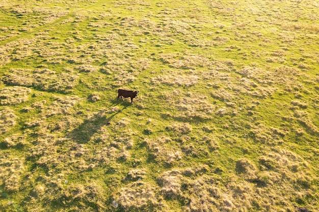 Aerial top down view of a cow grazing alone on green meadow.