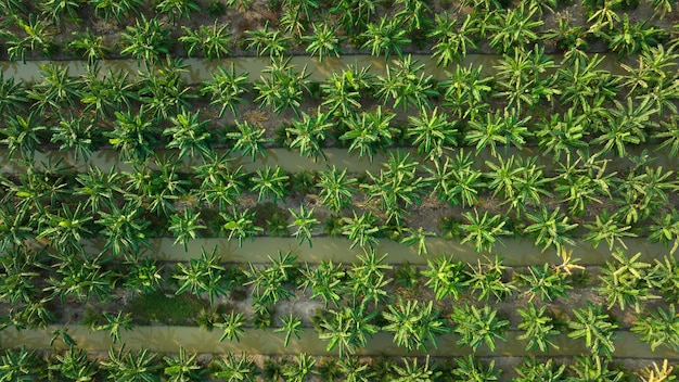 Aerial top view of banana and coconat trees in a row plantation