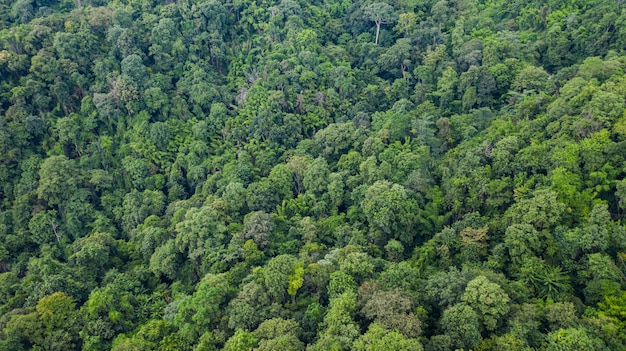 Aerial top view of forest texture background view from above