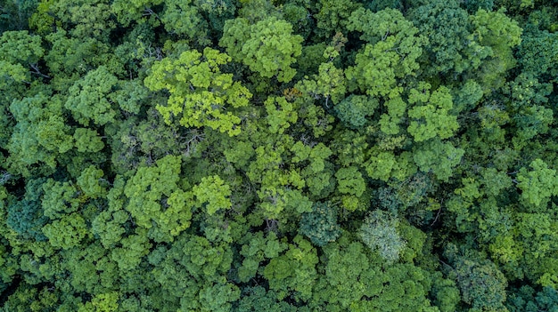 Aerial top view forest, Texture of forest view from above