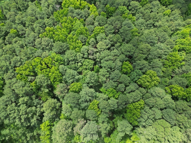 Aerial top view forest tree Rainforest ecosystem and healthy environment Background of green tree forest Summer green tree in forest Natural scenery of tropical green forest Tropical rainforest