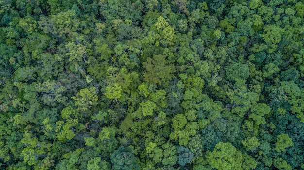 Aerial top view forest