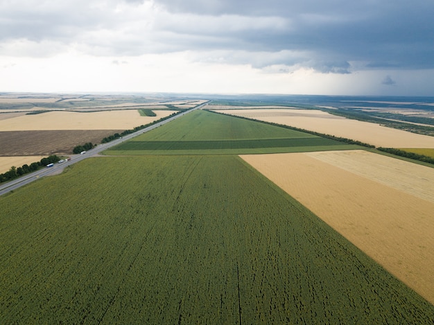 Aerial top view from drone to sunflower and wheat fields