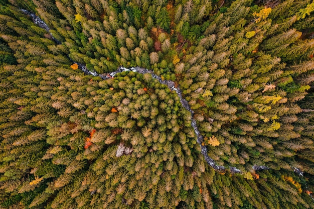 Aerial top view of green autumn trees in forest in Slovakia Drone photography Rainforest ecosystem and healthy environment concept Mountain river xDxA