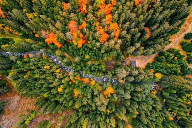 Aerial top view of green autumn trees in forest in Slovakia Drone photography Rainforest ecosystem and healthy environment concept Mountain river xDxA