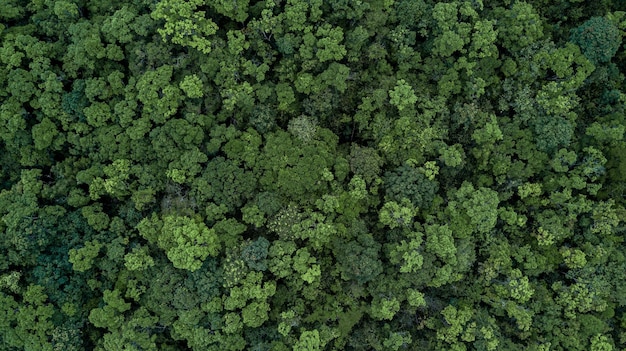 Aerial top view green forest tree texture and background Tropical rainforest Ecosystem ecology healthy environment Texture green tree forest view from above