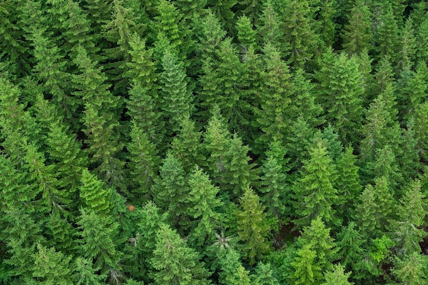 Aerial top view of green spruce trees top in the forest in summer in the Czech Republic