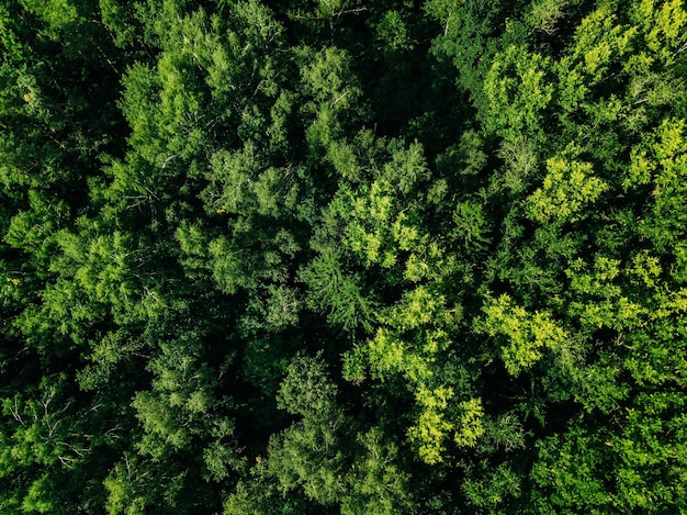 Aerial top view of green trees in the forest view from above